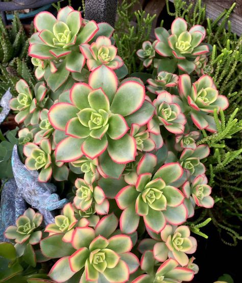 Kiwi Photo, Pretty Succulents, Aeonium Kiwi, Succulent Landscape, Succulent Bowls, Succulent Landscape Design, Native Plant Gardening, Colorful Succulents, Succulent Gardening