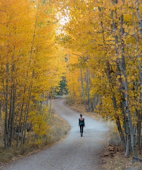 15 things to do in South Lake Tahoe: The Ultimate Outdoor Guide! Lake Tahoe Fall, Lake Tahoe Hiking, Zephyr Cove, Fall Hikes, Cascade Falls, Adventurous Things To Do, Month Of October, Canyon Road, Beach Road