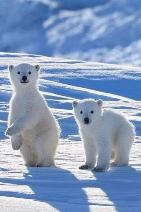 Polar Bear Images, Polar Bear Cubs, Mom Bear, Urs Polar, Baby Polar Bears, Cute Polar Bear, Bear Pictures, Arctic Animals, White Bear