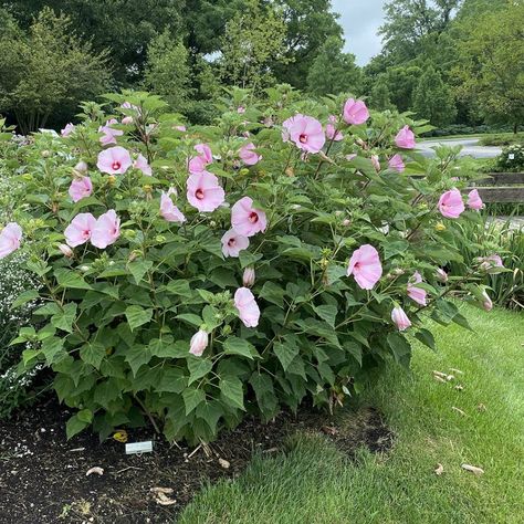 Bush Landscaping, Native Flower Garden, Native Cottage Garden, Hibiscus Moscheutos, Shed Cottage, Lake House Landscaping, Texas Trees, Mallow Plant, Green Therapy