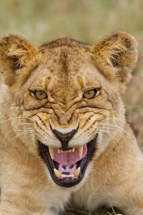 Lion Snarl, Snarling Lion, Lion Eyes, Leo The Lion, Lioness Tattoo, Female Lion, Panthera Leo, Hear Me Roar, Male Lion