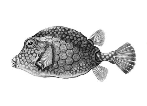 Smooth trunkfish (Rhinesomus triqueter) a fish in the family Ostraciidae Boxfish Tattoo, Fish Pencil Drawing, Aquatic Tattoo, Cow Fish, Old Book Illustrations, Fish Sketch, Rare Fish, Fish Artwork, Stippling Art