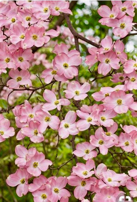 Dogwood Tree Tattoo, Pink Dogwood Tree, Cornus Florida, Dogwood Blooms, Dogwood Branches, Dogwood Tree, Dogwood Flower, Pink Dogwood, Dogwood Blossoms