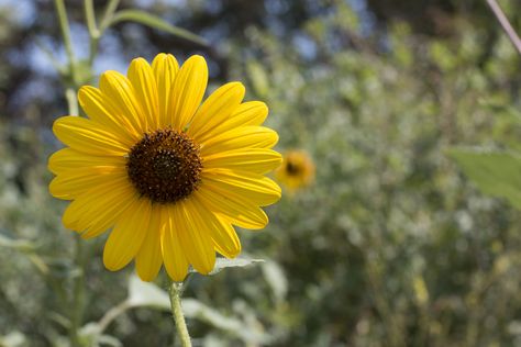 Utah Wildflowers, Pink Fireworks, Old West Saloon, Dandelion Wine, Monarch Caterpillar, Mini Sunflowers, Agricultural Land, Invasive Plants, University Of Utah