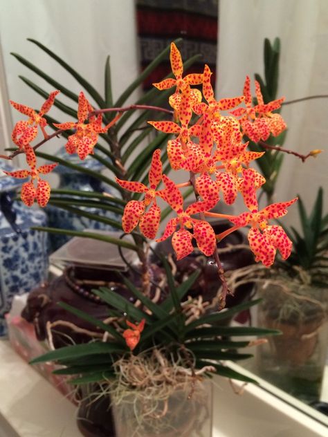 Renanthera monachica 'Tonto' - Orchid Board - I have had this plant over 10 years and it's still only 18 inches tall with pot. It has two keikis and all three are blooming with spikes. Some flowers blasted with the cool nights but most opened. It's a good growing species and rewards with stunning orangy blooms with red spotting every spring/summer. Grown in a 3 inch clay pot with bark/perlite, inserted into a plastic container. Sprayed daily and fed weakly. South light. Mini Orquideas, Orchid House, Vanda Orchids, Plastic Container, Orchid Care, Beautiful Orchids, Clay Pot, Orchid Flower, Exotic Flowers