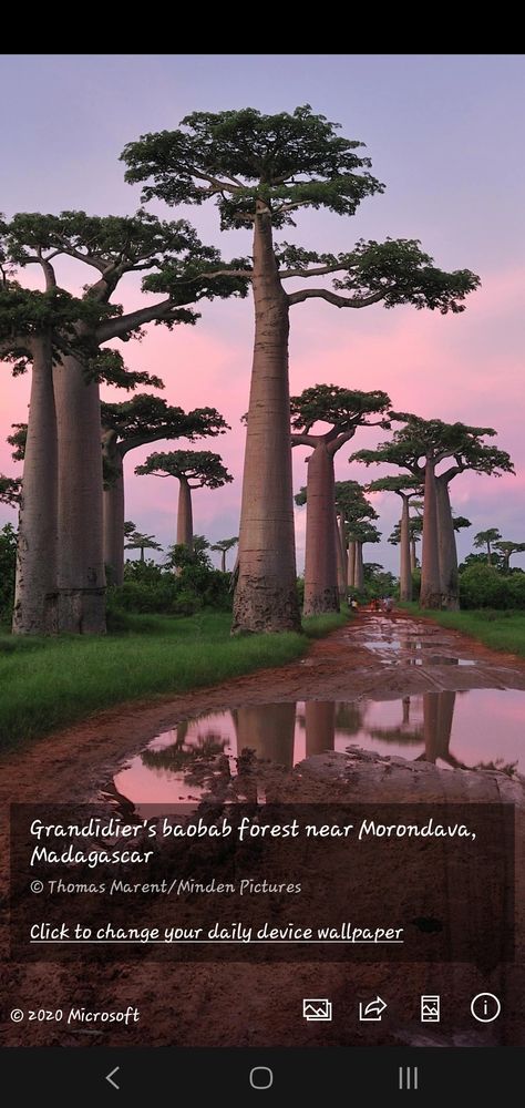 Madagascar Travel, Travel House, Africa Do Sul, Fantasy Island, Pure Happiness, Forest Photography, Geocaching, Travel List, Africa Travel