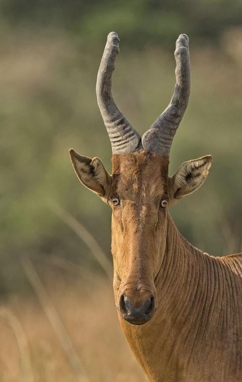 Alcelafini/Alcelafo di Jackson(o Alcelafo Lelwel- Alcelaphus Buselaphus Lelwel): specie di Antilope Africana di prateria. Vive in savane, aree boschive e distese aperte. Murchison Falls, Animals With Horns, Regard Animal, Interesting Animals, Mule Deer, Unusual Animals, Rare Animals, Manx, African Wildlife