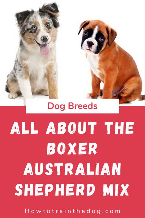 A Complete Guide To The Boxer Australian Shepherd Mix. Everything you need to know - from temperament, to characteristics, health issues, training, price and ... Frenchton Dog, Whoodle Dog, Boxer Mix Puppies, Smartest Dogs, Dog Cuddles, Shih Tzu Funny, Australian Shepherd Mix, Guilty Dog, Dog Heaven