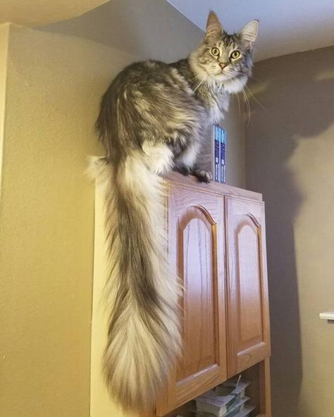 Michigan Cat Shows Off World's Longest Tail, The Floofiest 'Featherduster' in These Photos! Fluffy Cats, Huge Cat, Giant Cat, Long Cat, Long Haired Cats, Savannah Cat, Cat Tail, Fluffy Cat, Ragdoll Cat