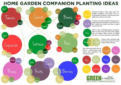 Companion Planting in Gardening Kids Vegetable Garden, Companion Planting Guide, Companion Planting Chart, Tomatoes Growing, Garden Planning Ideas, Companion Gardening, Garden Companion Planting, Kids Vegetables, Growing Tomatoes In Containers