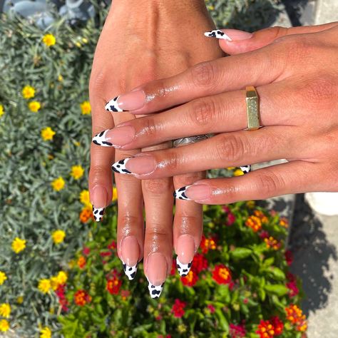 Cowgirl Disco Nails, Disco Cowboy Nails, Nashville Bachelorette Nails, Almond Cow Print Nails, Country Festival Nails, Pink Cowgirl Nails, Stagecoach Nails, Disco Cowgirl Nails, Cowprint Nail Design