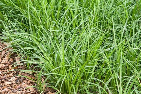 Liriope spicata (Creeping Lily Turf) Creeping Lily Turf, Liriope Spicata, Tapestry Lawn, Lily Turf, Liriope Muscari, Autumn Fern, Edging Plants, Black Berries, Bronze Green