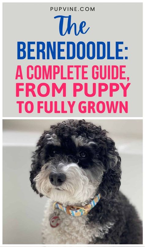 Golden Mountain Doodle, Bernie Doodle, Bernese Mountain Dog Poodle, Bernadoodle Puppy, Meds For Dogs, Golden Mountain, Mini Bernedoodle, Doodle Dogs, Bernedoodle Puppy