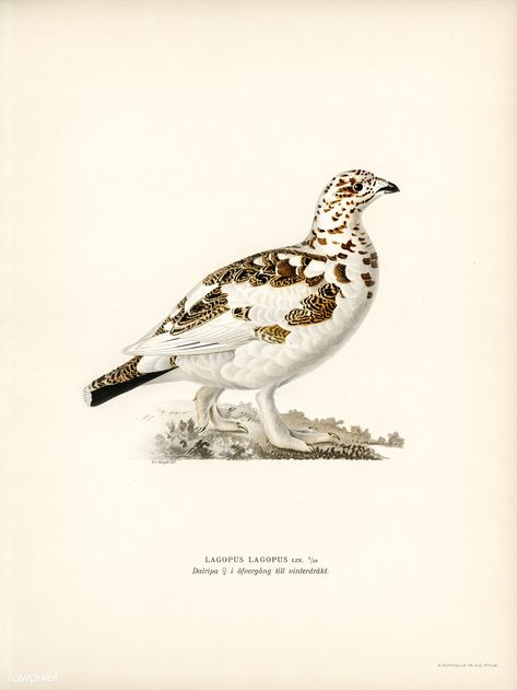 Willow Ptarmigan, Hunting Tattoos, Zoo Art, Free Illustration Images, Wright Brothers, State Birds, Vintage Bird, Scientific Illustration, Bird Illustration