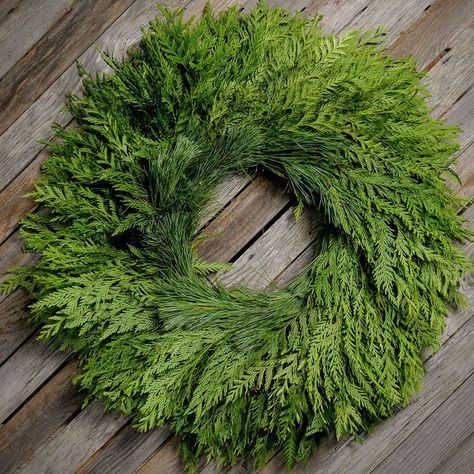 Port Orford Cedar, Cedar Wreath, Holiday Berries, Fresh Wreath, Fall Thanksgiving Wreaths, Window Wreath, Olympic Mountains, Natural Wreath, Holiday Romance