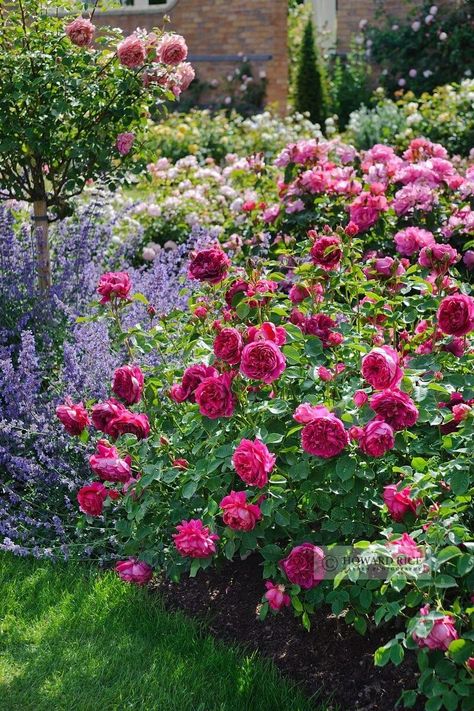 27 Best Flower Bed Ideas (Decorations and Designs) for 2019 Mauve Roses, Cottage Flowers, Shade Loving Perennials, Perennial Flowers, Lavender Garden, English Country Gardens, Garden Shrubs, Have Inspiration, Climbing Vines