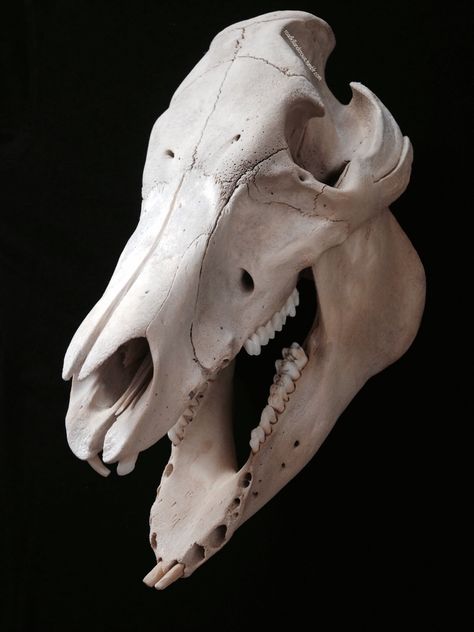 Pig Skull, Skull Reference, Animal Skeletons, Horse Anatomy, Bone Crafts, Vulture Culture, Animal Anatomy, Animal Bones, Skull Drawing