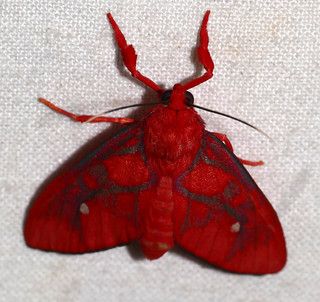 Most Beautiful Moths, Red Moth Aesthetic, Cerise Moth, Different Moths, Arctiid Moth, Moth Fluffy, Moth Types, Moth Pfp, Fuzzy Moth