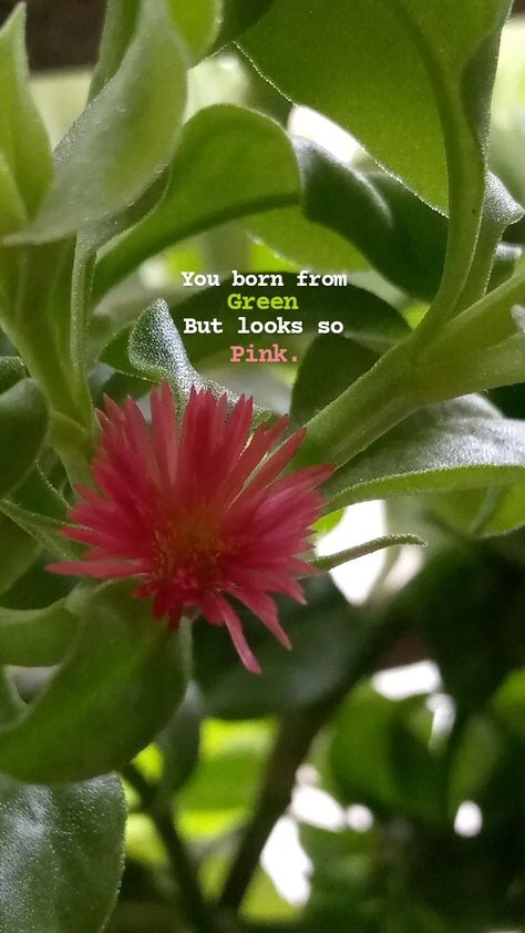 Flower captions 🌷 Flower Captions, Nature Photography Quotes, Snap Quotes, Beauty Inside, Instagram Captions, Pink Flower, Pink And Green, Pink Flowers, Nature Photography