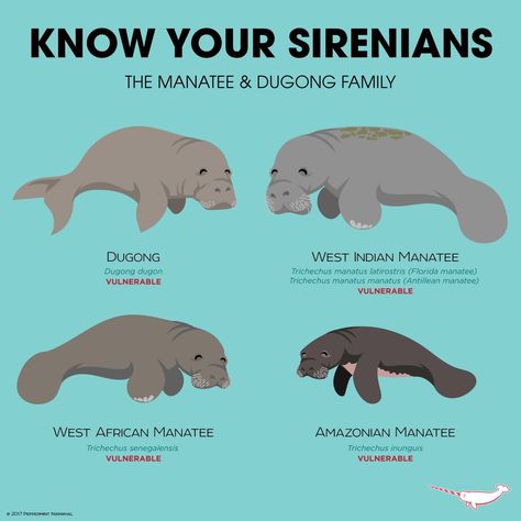 Manatee Facts, Oceanography Marine Biology, Animals Information, Biology Facts, 동화 삽화, Sea Cow, Manatees, Beautiful Sea Creatures, Animal Science