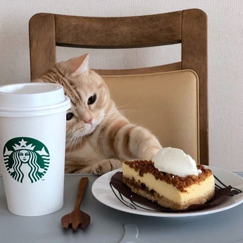 Cream Cat, Cat Drinking, Cat Club, Cat Boarding, Funny Cat Pictures, Cat Aesthetic, Cat Coffee, Funny Cute Cats