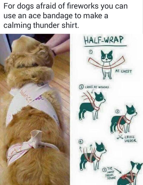 Using an ACE bandage as a calming thunder shirt for dogs.  This could be worth a try, whether it's during fireworks,  riding in a car, whichever- Dogs And Fireworks, Thunder Shirt, Dog Wrap, Calm Dogs, Pet Hacks, Dog Obedience, Dog Training Obedience, Old Dogs, Clever Ideas