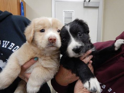 Two puppies getting an exam after evacuation.  (<a href="https://www.facebook.com/TheSecretLifeOfDogCatchers/">Facebook/The Secret Life Of Dog Catchers</a>) Two Puppies, California Wildfires, Secret Life, Northern California, The Fire, The Secret, Puppies, California, Dogs