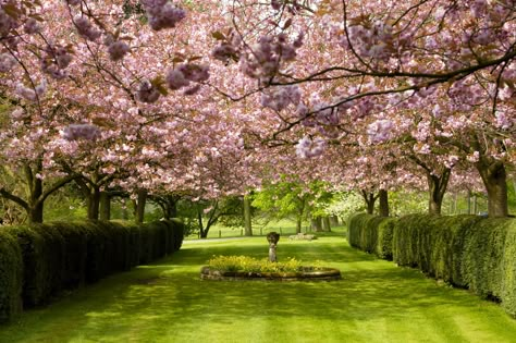 The Cherry Orchard in full blossom Cherry Blossom Orchard, Cherry Orchard Aesthetic, Cherry Blossom Tree Garden, Cherry Orchard Chekhov, Hacienda Style Kitchen, The Cherry Orchard, Dream Garden Backyards, Anton Chekhov, Cherry Orchard