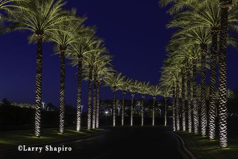 Commercial photographer Larry Shapiro shares an image of Lighted palm trees at night along a private drive in Scottsdale Arizona Solar Palm Tree Lights, Tropical Landscape Lighting, Lit Up Palm Trees, Palm Tree Light, Palm Tree Floor Light, Tree Uplighting, Lighting Palm Trees, Palm Tree Christmas Lights, Palm Tree Lights