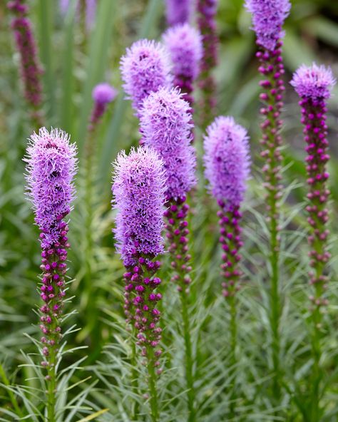 Liatris Spicata, Blazing Star, Floral Design Classes, Garden Problems, Long Vase, Summer Bulbs, Plant Help, Plant Spacing, Rain Garden