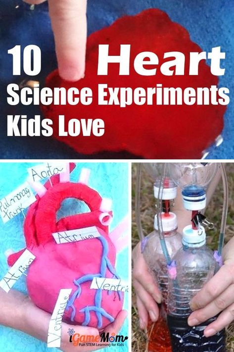 Heart science experiments for kids to learn heart anatomy, physiology, function. Great STEM activities for Valentine's Day at school, at home, for homeschool. Human Body Biology, Heart Science, Human Body Projects, Human Body Science, Human Body Activities, Science Experiments For Kids, Experiments Kids, Human Body Unit, Experiments For Kids