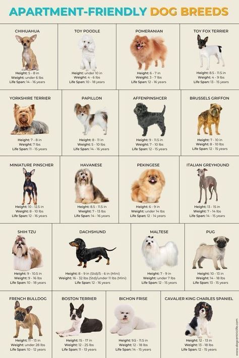 Apartment-Friendly Small Dog Breeds Pet Friendly House Ideas, Big Breed Dogs, Best Dogs For Apartments, Apartment Dog Ideas, Small Dogs Breed, Cute Small Dog Breeds, Mini Dogs Breeds, Apartment Dogs Breeds, Type Of Dogs