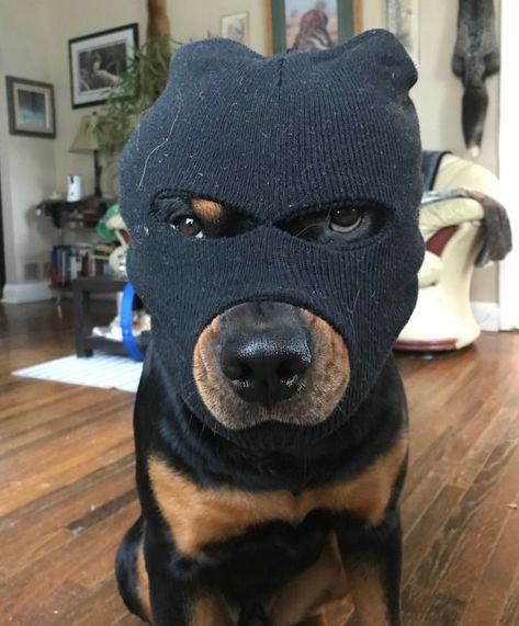 Hood Rich, Being Nice, Doberman, Rottweiler, Chicago, Dogs, Funny