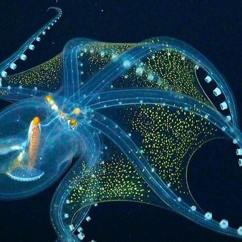 underwater on Instagram: "Actual footage and A Rare Sighting of a Glass Octopus Reveals its Nearly Transparent Membrane in Extraordinary Detail⁣ ⁣ On a 34-day expedition around the Phoenix Islands Archipelago, marine scientists from the Schmidt Ocean Institute captured exceptionally rare footage of the elusive glass octopus. With a speckled, iridescent membrane, the aquatic animal is almost entirely transparent—only its optic nerve, eyes, and digestive tract are visible to humans—and sightings like these are so infrequent that scientists previously resorted to studying the species only after pulling it from the stomachs of its predators.⁣ ⁣ Source: thisiscolossal.com⁣ Video by: @schmidtocean" Octopus Species, Giant Pacific Octopus, Dumbo Octopus, Glass Octopus, Deep Diving, Deep Sea Creatures, Marine Ecosystem, Ocean Conservation, Whale Shark