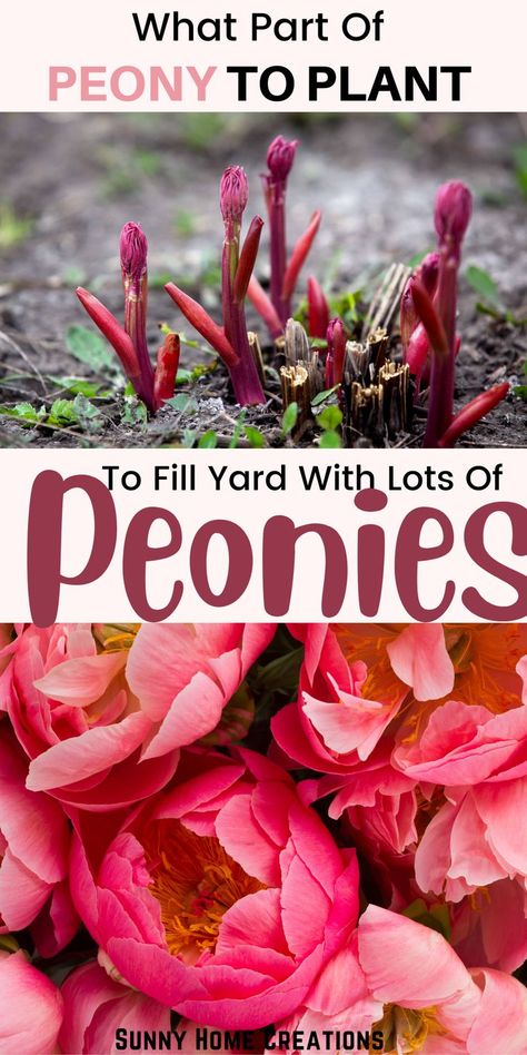 How To Plant Peonies, Plant Peonies, Peony Bulbs, Garden Peonies, Peony Care, Planting Peonies, Peony Root, Growing Peonies, Garden Flower Beds