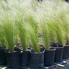 Maiden Grass Landscaping Front Yard, Feather Reed Grass Landscaping Ideas, Potted Grasses On Patio, Maiden Grass Landscaping Ideas, Small Ornamental Grasses, Feather Reed Grass Landscaping, Mexican Feather Grass Landscaping, Container Grasses, Ornamental Grasses In Pots