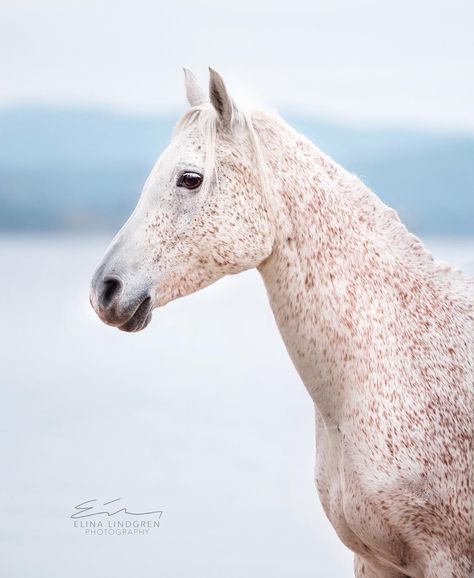 Fleabitten Grey Horse, Fleabitten Horse, Grey Horses, Horse Coat Colors, Horse Pics, Horse Inspiration, Dream Horse, Most Beautiful Horses, Grey Horse