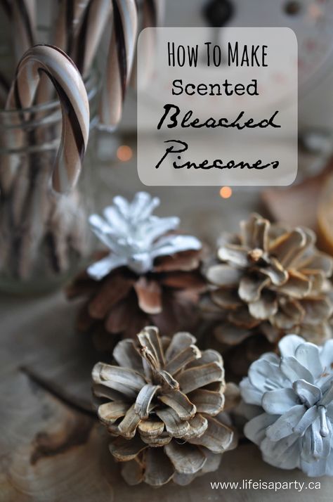 Scented Bleached Pinecones -use simple household bleach to whiten and brighten natural pinecones, and then add any scent to them you like. Cinnamon Pinecones, Bleached Pinecones, Bleach Pinecones, Crafts Nature, Scented Pinecones, Pinecone Crafts, Life Is A Party, Diy Scent, Diy Pinecone