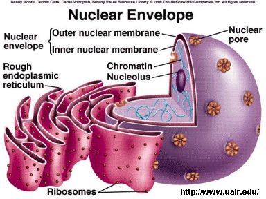 Is a membrane-enclosed organelle found in eukaryotic cells.  The cell nucleus contains the majority of the cell's genetic material in the form of multiple linear DNA molecules organized into structures called chromosomes. Plant Cell Labeled, Cell Nucleus, Animal Cell Structure, Nuclear Membrane, Biological Science, Biology Worksheet, Eukaryotic Cell, Dna Replication, Cell Model