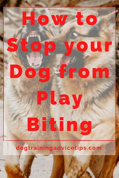 Stop Dog From Biting, Dog Clicker, Dog Biting Training, Puppy Training Biting, Easiest Dogs To Train, Dog Behavior Problems, Puppy Biting, Basic Dog Training, Dog Training Advice