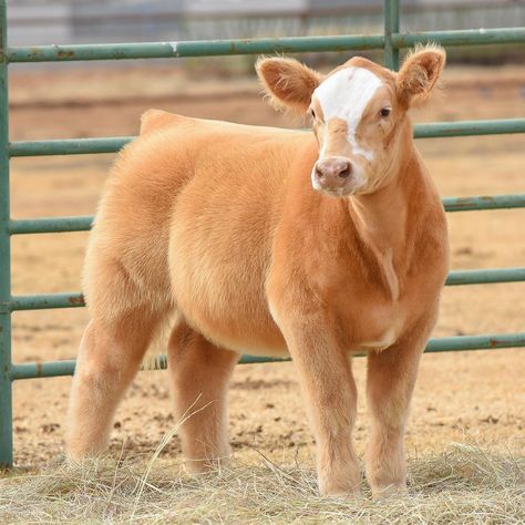 Morgan Leigh Meisenheimer on Instagram: “It’s sale day at Bird Cattle! Head over to @breedersworld and check out this small, awesome and cool colored set.  #stockshowlife…” Blow Dried Cow, Show Cows, Mini Cows, Show Cattle, Fluffy Cows, Cow Pictures, Showing Livestock, Baby Cows