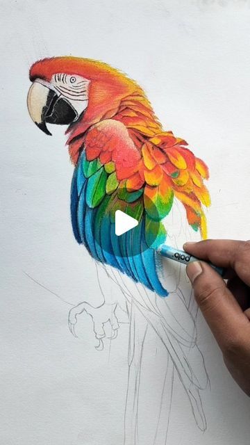 Parrot Oil Pastel, Macaw Parrot Drawing, Macaw Drawing, Parrot Drawing, Soft Pastel Art, Macaw Parrot, Chalk Pastels, Oil Pastels, Pastel Art