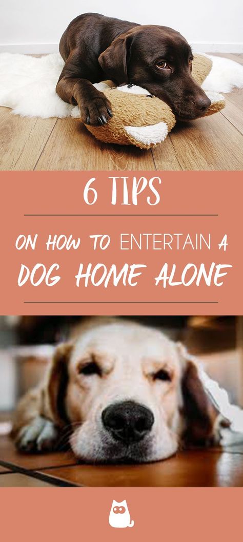 Dog Fun For Dogs At Home, How To Entertain Puppies, Dog Entertainment Ideas, Dog Ideas For The Home, Kong Recipes, Dog Entertainment, Bored Dog, Daisy Dog, Dog Enrichment