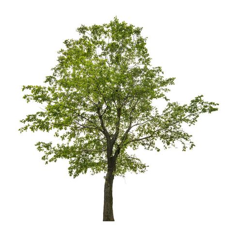 Single green linden tree isolated on white. Green linden tree isolated on white , #Sponsored, #linden, #tree, #Single, #green, #Green #ad Panther Drawing, Wood Png, Tree With Leaves, Linden Tree, Tree Textures, Watercolor Forest, Lime Tree, White Stock, Interior Design Inspiration