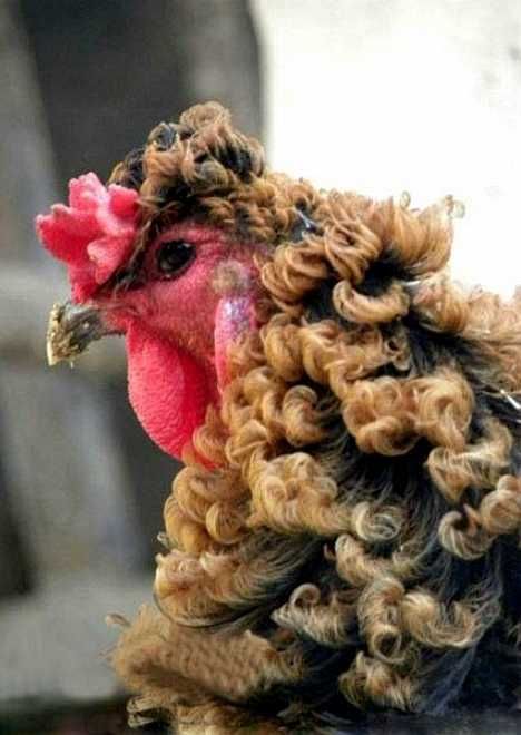 This curly-feathered chicken from China's Henan province is the result of a chance mutation, rather than selective breeding. Frizzle Chickens, Regard Animal, Fancy Chickens, Beautiful Chickens, Chinese Chicken, Chickens And Roosters, Chicken Breeds, Hens And Chicks, Raising Chickens