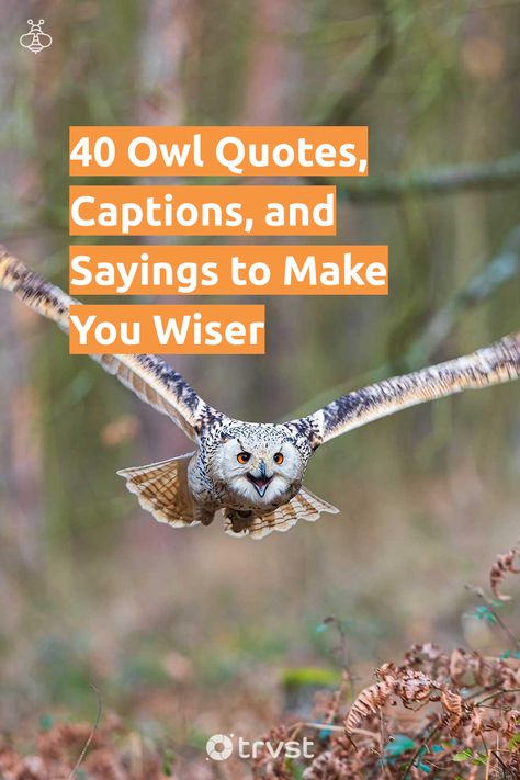 Quotes About Owls Wisdom, Advice From An Owl, Owl Jokes Funny, Quotes About Owls, Owl Sayings Cute, Owl Quotes Cute, Quotes About Birds Inspirational, Owl Poem, Owl Sayings