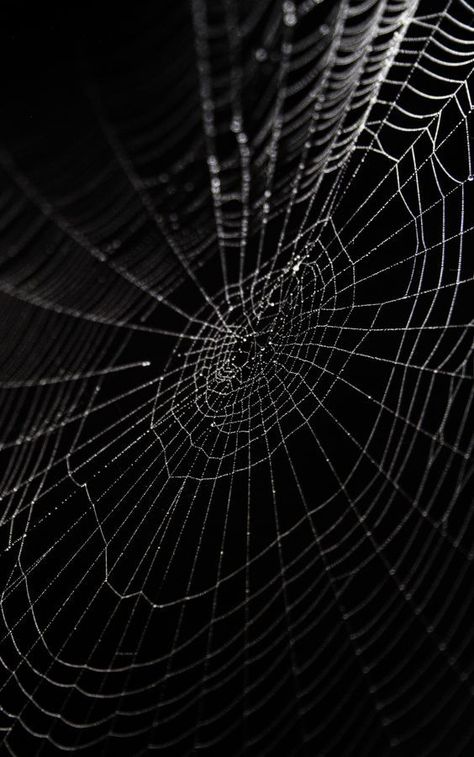 Spider Net, Half Drow, Black Widow Spider, Amoled Wallpapers, Spider Art, Dark Grunge, Spider Webs, Cover Art Design, Black Spider