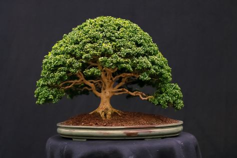 Kingsville Boxwood (buxus microphylla 'compacta') Bonsai by Rodney Clemons Japanese Boxwood Bonsai, Crabapple Bonsai, Bonsai Trees Aesthetic, Hornbeam Bonsai, Boxwood Bonsai, Bonsai Plants Aesthetic, English Boxwood, Bonsai Nursery, Bonsai Garden