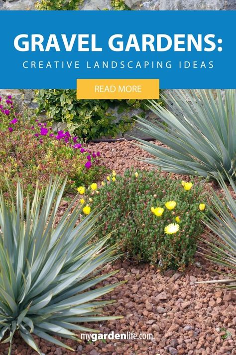 Explore creative landscaping ideas with gravel gardens! Discover how to transform your outdoor space with the beauty and functionality of gravel. From pea gravel pathways to stunning gravel yard designs, find inspiration and expert tips on incorporating gravel into your landscape. Learn how to design a low-maintenance and visually appealing gravel garden that will enhance the aesthetics of your property. Decorative Gravel Landscaping, Gravel Front Yard Landscaping, Gravel Yard, Golden Gravel, Pea Gravel Garden, Gravel Gardens, Replace Lawn, Gravel Pathway, Creative Landscaping