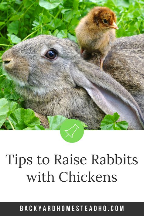 Raising Rabbits And Chickens Together, Rabbit And Chickens Together, Can Bunnies And Chickens Live Together, Rabbit Chicken Coop, Chicken And Bunny Coop Together, Rabbits With Chickens, Chickens And Rabbits Living Together, Can Rabbits And Chickens Live Together, Raising Rabbits For Fertilizer